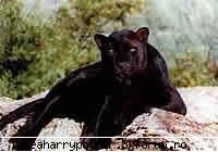 Orube - Pantera 2006 - Witch