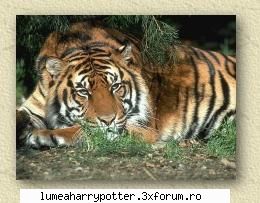 Pantera vs. tigrul - kitty_4_you - Witch