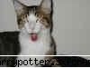 Poze haioase - Harryona Po. - HARRY POTTER