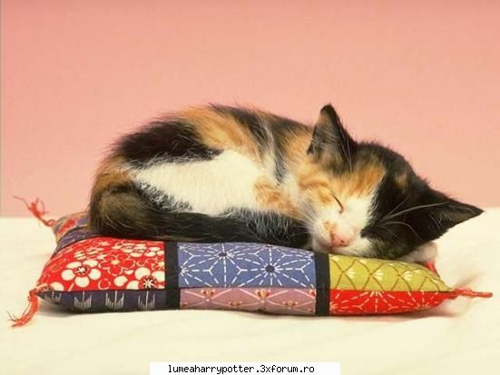 barfitio pe cateaua de HAY LIN - BadKatt - Witch