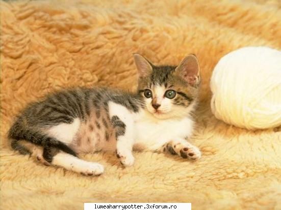 hai_lin sarmana - BadKatt - Witch